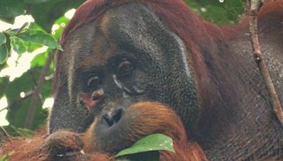 Orangutan treats wound with medicinal plant in first for animals