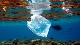 WWF: siete de cada 10 personas apoyan la lucha contra contaminación plástica