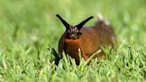 Gardening tip will send slugs packing using £5 items you probably already own