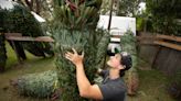 'Hectic' sale of live Christmas trees leaves slim pickings in Polk County