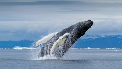 Breaching Whale Capsizes Boat, Throws 2 Fishermen off in New Hampshire: Watch the Viral Video