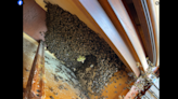 Sheriff’s office evidence team bugged by buzzing noise — then deputies find 8,000 bees