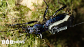 Radio trackers placed on rare beetles across Dartmoor