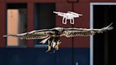 Scientists re-engineer dead birds into drones that may one day spy on humans, wildlife