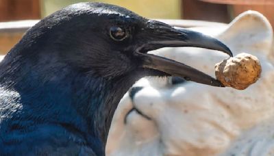 Crows Appear to Be Able to Count Out Loud