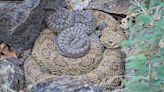 Colorado rattlesnake 'mega-den' webcam shows scores of baby snakes born in recent weeks