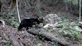 少數石虎、黑熊共棲地 台中南勢部落設置相機紀錄獲獎勵金