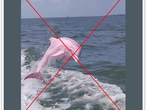 Facebook users fall for AI-generated image of 'pink dolphin'