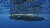 Scientists are learning the basic building blocks of sperm whale language after years of effort | Texarkana Gazette