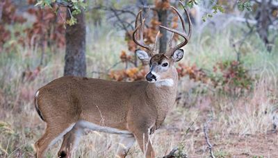 Iowa DNR has a new tool to report deer hemorrhagic disease outbreaks