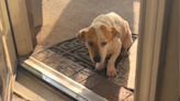 Tears over dog too "scared" to step inside new home after adoption