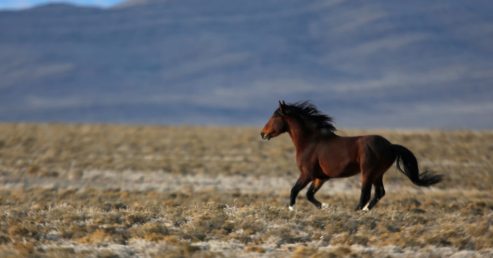 Wild horses' fate is poised for US appeals court showdown