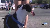 100K+ pet insurance policies being dumped - ABC Columbia