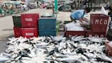 Catch landed at regional fishports up 34.6% in April - BusinessWorld Online