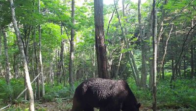 巨型棕熊入侵！ 北海道8小牛慘遭毒手 居民憂「最凶棕熊」再現