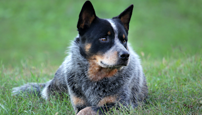 Brave Woman Tries to Bond With Her ‘Independent’ Blue Heeler and It Goes Hilariously Wrong