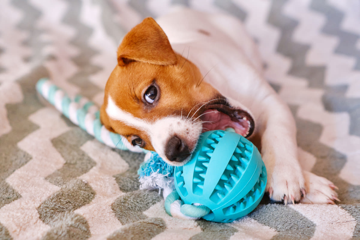 What Your Dog's Favorite Toy Reveals About Its Personality, According to a Vet