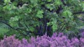 Postales de un Paraíso Natural: Verde y púrpura de camino a los lagos de Saliencia