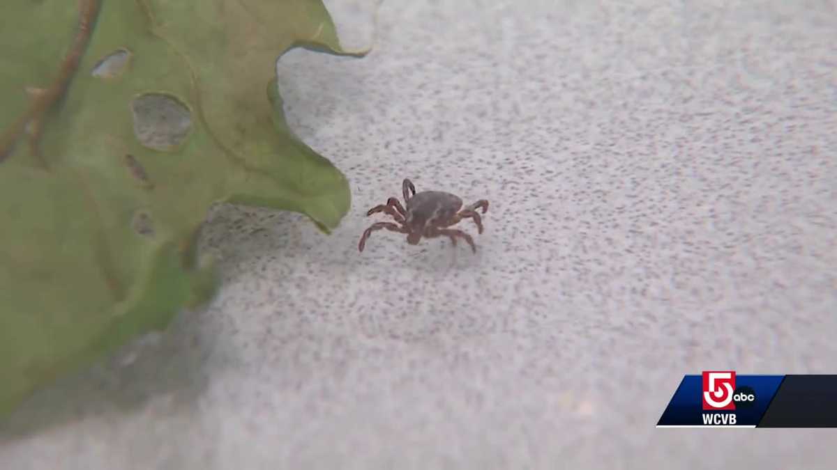 Protecting yourself from tick-borne illnesses