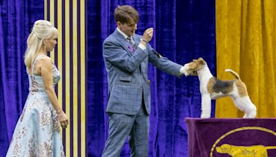 Who will win best in show? All about this week's Westminster Dog Show