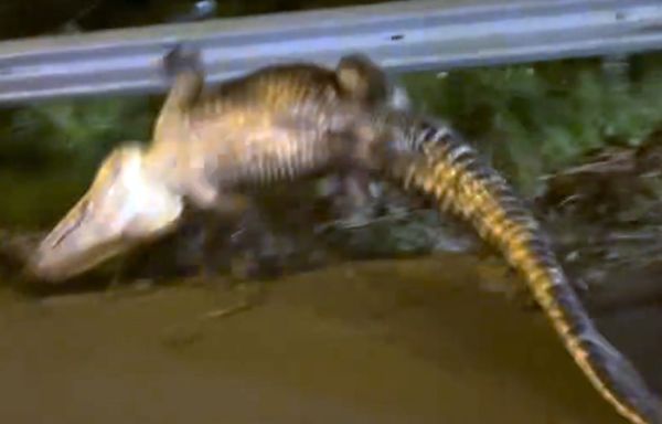 VIDEO: Huge alligator’s ‘death roll’ defies NC deputies in struggle along coastal highway