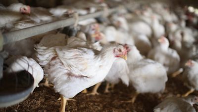 Iowa's first bird flu outbreak in 2024 detected at 4.2 million-chicken egg farm