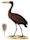 Openbill stork