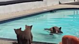 Family of bears visits California backyard pool to cool off