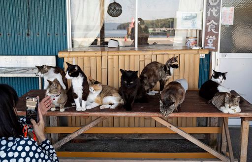 Shrine honors cats at a Japanese island where they outnumber humans - The Morning Sun