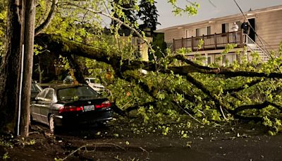 Fallen tree in Southeast Portland cuts power for PGE customers, blocks traffic