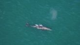 Grey whale spotted in Atlantic Ocean, despite being extinct there for 300 years