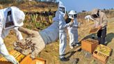 Día Mundial de las Abejas: El lugar donde podrás vivir la experiencia de ser apicultor en CDMX