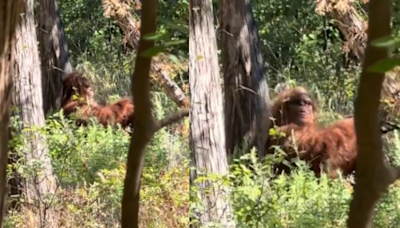 Bigfoot Spotted In U.S? Here's The Truth About The Viral Video