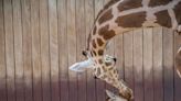 The Milwaukee County Zoo's newest baby animal is a 6-foot tall giraffe