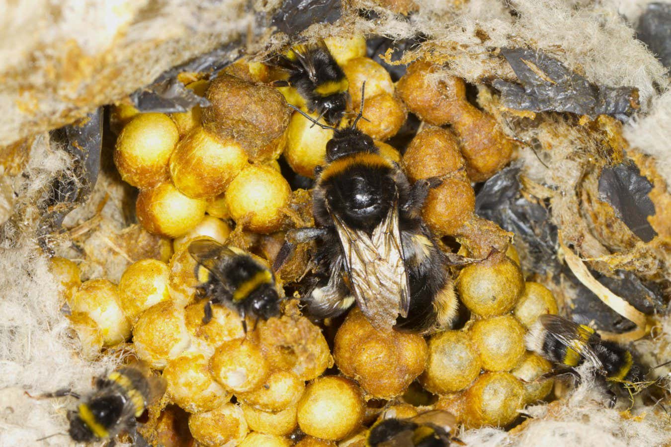 Rising temperatures are cooking bumblebee nests and killing larvae