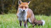 Rabid fox bites person in Gwinnett County