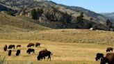 Qué pasó en Yellowstone y qué tan grave es