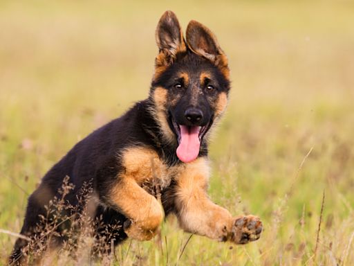 Update on German Shepherd Mix Puppy Abandoned in Parking Lot Is Touching Hearts