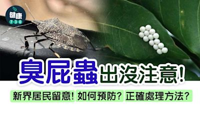 臭屁蟲卵｜大埔名物如何處理？14粒蟲卵爆咗會點？附預防入屋方法 | am730