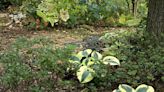 Garden Guy says, 'Let's Dance,' with Proven Winners' hydrangea of the year