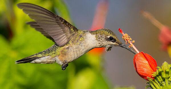 How to feed a hummingbird