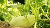 When to Pick Spaghetti Squash for the Perfect Harvest