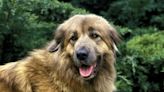 Estrela Mountain Dog: Dog Breed Characteristics & Care