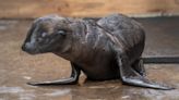 First sea lion pup born in Tacoma's Point Defiance Zoo & Aquarium's history