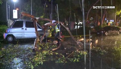 颱風吹倒路樹…倒楣駕駛自撞車毀！他怒提6位數國賠 法院2原因駁回告訴