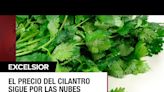 ¿Cómo sembrar cilantro en casa? Te explicamos paso a paso