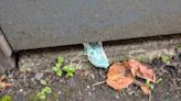 Glasgow housing association probes near fatal rat poison incident