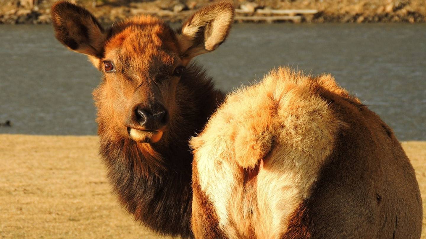 4-year-old boy is second child injured in days by cow elk in Colorado