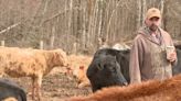 P.E.I. farmer worries stray voltage is harming his cattle