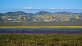 California may get another superbloom — but the outlook isn’t as great in SLO County